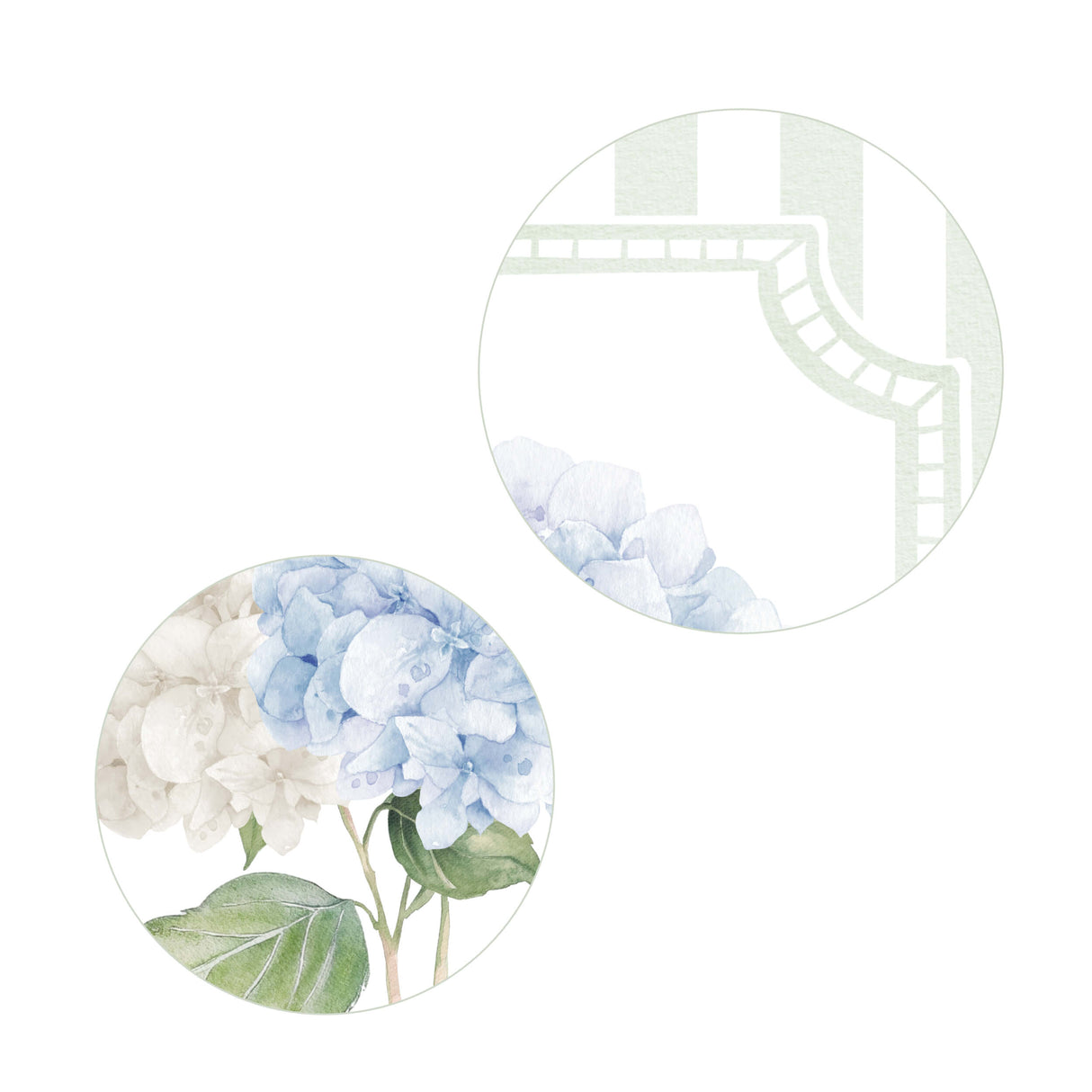 Elegant watercolor hydrangea botanical illustrations in soft green stripe frames

